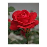 Gardenbox Videolu Canlı Kırmızı Gül Fidanı 10-15 Cm Saksılı/tüplü Yoğun Kokulu Aşılı Gül (red Rose)