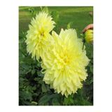 Gardenbox Videolu Canlı Sarı Yıldız Çiçeği Fidesi 20-30cm Saksılı (Ornithogalum)