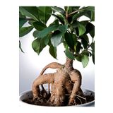 Gardenbox Videolu Ginseng Bonsai 1 Adet Saksılı 40-60 Cm Iç Mekan Salon Ofis Bitkisi (FİCUS MİCROCARPA)