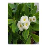 Gardenbox Videolu Ithal Beyaz Renkli 1 Adet Milli Dikenler Tacı Çiçeği Fidanı 15-30cm Saksılı (EUPHORBİA)