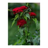 Gardenbox Videolu Kadife Kırmızı Gül Fidanı 6 Adet Yediveren Kokulu Saksılı 50-75 Cm (VELVET RED ROSE)