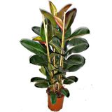 Gardenbox Videolu Kauçuk Bitkisi, 60-80 cm, Saksılı, İç Mekan Salon Bitkisi, Ficus Elastica