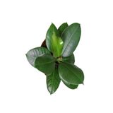 Gardenbox Videolu Kauçuk Bitkisi, Ficus Elastica, 60-90 cm, Saksılı, İç Mekan Bitkisi