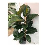 Gardenbox Videolu Kauçuk Fidanı Bitkisi, 2 Dallı, Saksılı, 60-100 cm, Ficus Elastica, Ev Ofis Bitkisi