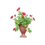 Gardenbox Videolu Kırmızı Sakız Sardunya (30 50 CM)1 Adet Saksılı Çiçekli Bodur Bitki Geranium