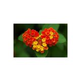 Gardenbox Videolu Kırmızı Sarı Bodur Ağaç Minesi 15-25 Cm Saksılı Çiçekli Bodur Bitkiler Tree Peony
