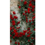 Gardenbox Videolu Kırmızı Yediveren Sarmaşık Kokulu 3 Adet Gül Fidanı Saksılı 80-160cm (CLİMBİNG ROSE)