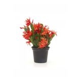 Gardenbox Videolu Kırmızı Yılbaşı Çiçeği Fidanı 1 Adet Saksıl 10-20cm Iç Mekan Salon Ofis Ev Bitkisi