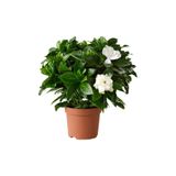 Gardenbox Videolu Kokulu Gardenya Çiçeği Fidanı 20-30 Cm Saksılı Çiçekli Bodur Bitkiler Gardenia