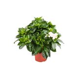 Gardenbox Videolu Kokulu Ofis Bitkisi 1 Adet Salon Çiçeği Gardenya Bitkisi Saksılı 30-45cm (GARDEİA FLOWER)
