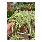 Gardenbox Videolu Kurdele Çiçeği 20-30 Cm Saksılı Çiçekli Bodur Bitkiler (CHLOROPHYTUM COMOSUM)