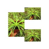 Gardenbox Videolu Kurdele Çiçeği 3 Adet Saksılı Tüplü 15-25 cm Chlorophytum