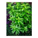 Gardenbox Videolu Limon Melisa Fidanı (40 60 CM)1 Adet Saksılı Dış Mekan Bitkisi Aloysia Triphylla