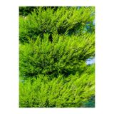 Gardenbox Videolu Limoni Servi Limon Selvi Fidanı (10 15CM) 8 Adet Tüplü Dış Mekan Cupressus Macrocarpa