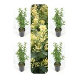 Gardenbox Videolu Melisa Kolanya Çiçeği (50 70 Cm)4 Adet Saksılı Çiçekli Dış Mekan Bitkisi Melissa Officinalis