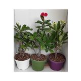 Gardenbox Videolu Milli Dikenler Tacı 3 Adet (15 30 CM) Saksılı Kaktüs Euophorbia