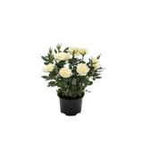 Gardenbox Videolu Minyatür Bodur Beyaz Gül Fidanı 1 ADET Saksılı/Tüplü 35-65 Cm (Miniature White Rose)