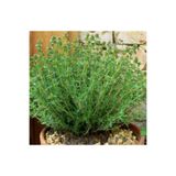 Gardenbox Videolu Mis Kokulu Dağ Kekiği Çiçeği Fidanı 20-30 Cm Saksılı Çiçekli Bodur Bitkiler Thyme