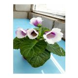 Gardenbox Videolu Mor-beyaz Bardak Menekşe 1 Adet Saksılı 10-20cm Iç Mekan Salon Bitkisi (GLOXİNİA)
