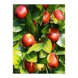Gardenbox Videolu Özel Hünnap Fidanı 80-110 Cm Saksılı Çiçekli Bodur Bitkiler (MEDLAR)