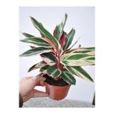 Gardenbox Videolu Pembe Dua Çiçeği 1 Adet Saksılı 40-60 Cm Iç Mekan Salon Ofis Bitkisi (KALATYA TRİOSTAR)