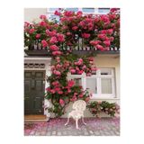 Gardenbox Videolu Pembe Özel Tür Mis Kokulu 1 Adet Sarmaşık Gül Fidanı Saksılı 70-110 Cm (PİNK CLİMBİNG ROSE)