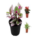 Gardenbox Videolu Pembe Telgraf-Milli Dikenler Tacı-Kurdele Çiçeği 3ADET Saksılı 10-20Cm Mini Salon Bitki Seti