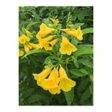 Gardenbox Videolu Sarı Acem Borusu Sarmaşık ( Borazan Çiçeği ) Fidanı Saksılı 1 Adet 30-60 Cm (TRUMPET VİNE)