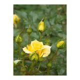 Gardenbox Videolu Sarı Aşılı Yediveren Gül (55 65 CM) Fidanı Saksıda Aşılı Gül Yellow Rose