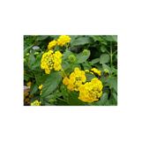 Gardenbox Videolu Sarı Bodur Ağaç Minesi 30-40 Cm Saksılı Çiçekli Bodur Bitkiler Yellow Bark Beetle