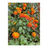 Gardenbox Videolu Sarı Turuncu Bodur Ağaç Minesi 1 Adet Saksılı 30-50 Cm Bahçe Bitkisi (LANTANA CAMARA)