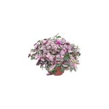 Gardenbox Videolu Telgraf Çiçeği, Pembe Yeşil Beyaz Renkli, 1 Adet Saksılı, 25-35 cm, İç Mekan Bitkisi