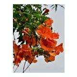 Gardenbox Videolu Turuncu Japon Gülü Çiçeği Fidanı 20-45 Cm Saksılı Çiçekli Bodur Bitkiler Hibiscus Rose