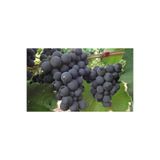 Gardenbox Videolu Üzüm Asması Fidanı 40-65 Cm Tüplü Çiçekli Bodur Bitkiler Alphonse Lavellee