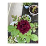 Gardenbox Videolu Yediveren Bordo Kokulu Gül Fidanı 2 Adet Saklı/tüplü Bahçe Bitkisi 45-65 Cm (BURGUNDY ROSE)