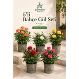 Gardenbox Videolu Yediveren Gül Seti (50 60 Cm ) 5 Adet (SARI KIRMIZI BEYAZ PEMBE TURUNCU) "multiflora Rose
