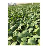Gardenbox Vietnam Kabağı Tohumu, 3 Adet Kabak Tohumu, Süs Kabağı Tohum