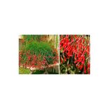 Gardenbox Vip Ürün Mercan Çiçeği, 40-50 cm Boy, Kırmızı, Güneşe Aşık