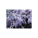 Gardenbox Wisteria Sinensis Kokulu Çin Morsalkım Mor Salkım Fidanı, 40-60 cm, Çok Renkli