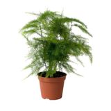 Gardenbox Yabani Tül Kuşkonmaz Çiçeği Saksılı 15-30cm, Asparagus Setaceus