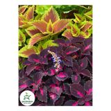 Gardenbox Yaprak Güzeli Çiçeği, Bordo Renk, Saksılı, 10-20 cm, Coleus