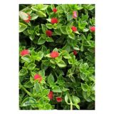 Gardenbox Yayılıcı Pembe Buz Çiçeği 5 ADET Saksılı 10-20Cm (Delosperma)