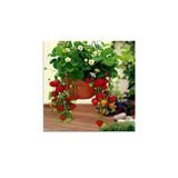 Gardenbox Yediveren Çilek Fidanı, 1 Saksıda 3 Fide, Bol Verimli