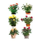 Gardenbox Yediveren Gül Seti, 50-60 cm, 5 Adet, Sarı-Kırmızı-Beyaz-Pembe-Turuncu, Multiflora Rose