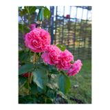 Gardenbox Yediveren Kokulu Katmerli Pembe Gül Fidanı, Saksılı, 30-55 cm