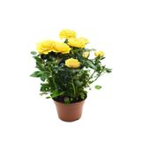 Gardenbox Yediveren Kokulu Sarı Gül Fidanı, 5 Adet, Saksılı, 30-65 cm