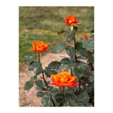 Gardenbox Yediveren Koyu Somon Rengi Gül Fidanı, 2 Adet, Saksılı/Tüplü, 35-60 cm, Orange Rose