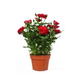 Gardenbox Yediveren Mis Kokulu Kırmızı Gül Fidanı, 1 Adet, Saksılı, 10-15cm