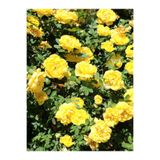 Gardenbox Yediveren Sarı Renkli Saksılı Aşılı Gül, 50-70 cm, 1 Adet
