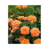 Gardenbox Yediveren Yavruağzı Katmerli Sarmaşık Gül Fidanı, Saksılı, 40-80cm, Çok Renkli